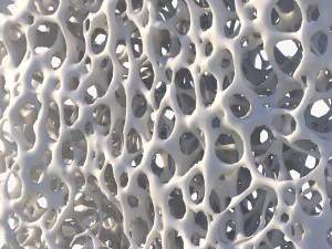 뼈 구조 스폰지 3D 모델