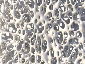 Bone Structure Sponge 3D 모델