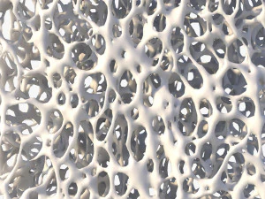 Bone Structure Sponge 3D Model