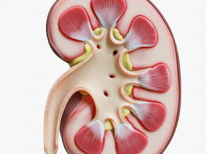 Human Kidney Anatomy Cross Section 3D Model