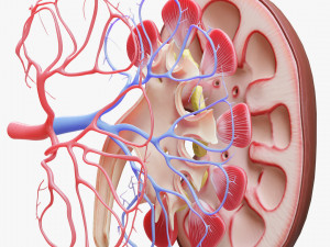 Human Kidney Anatomy Cross Section 3D Модель