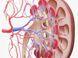 Human Kidney Anatomy Cross Section 3D Model