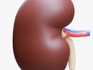 Human Kidney Anatomy Cross Section 3D Модель