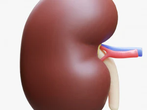 Human Kidney Anatomy Cross Section 3D Model