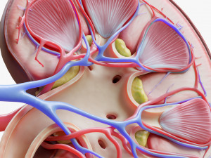 Human Kidney Anatomy Cross Section 3D Модель