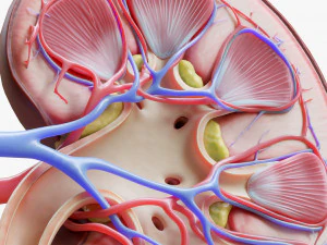 Human Kidney Anatomy Cross Section 3D Model