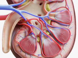 Human Kidney Anatomy Cross Section 3D Модель