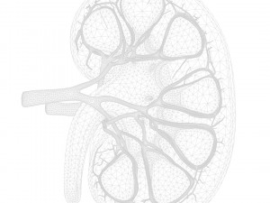 Human Kidney Anatomy Cross Section 3D Модель