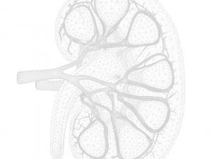 Human Kidney Anatomy Cross Section 3D Model