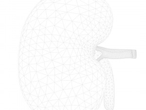Human Kidney Anatomy Cross Section 3D Модель
