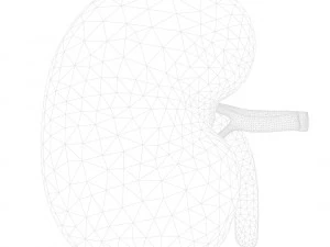 Human Kidney Anatomy Cross Section 3D Model