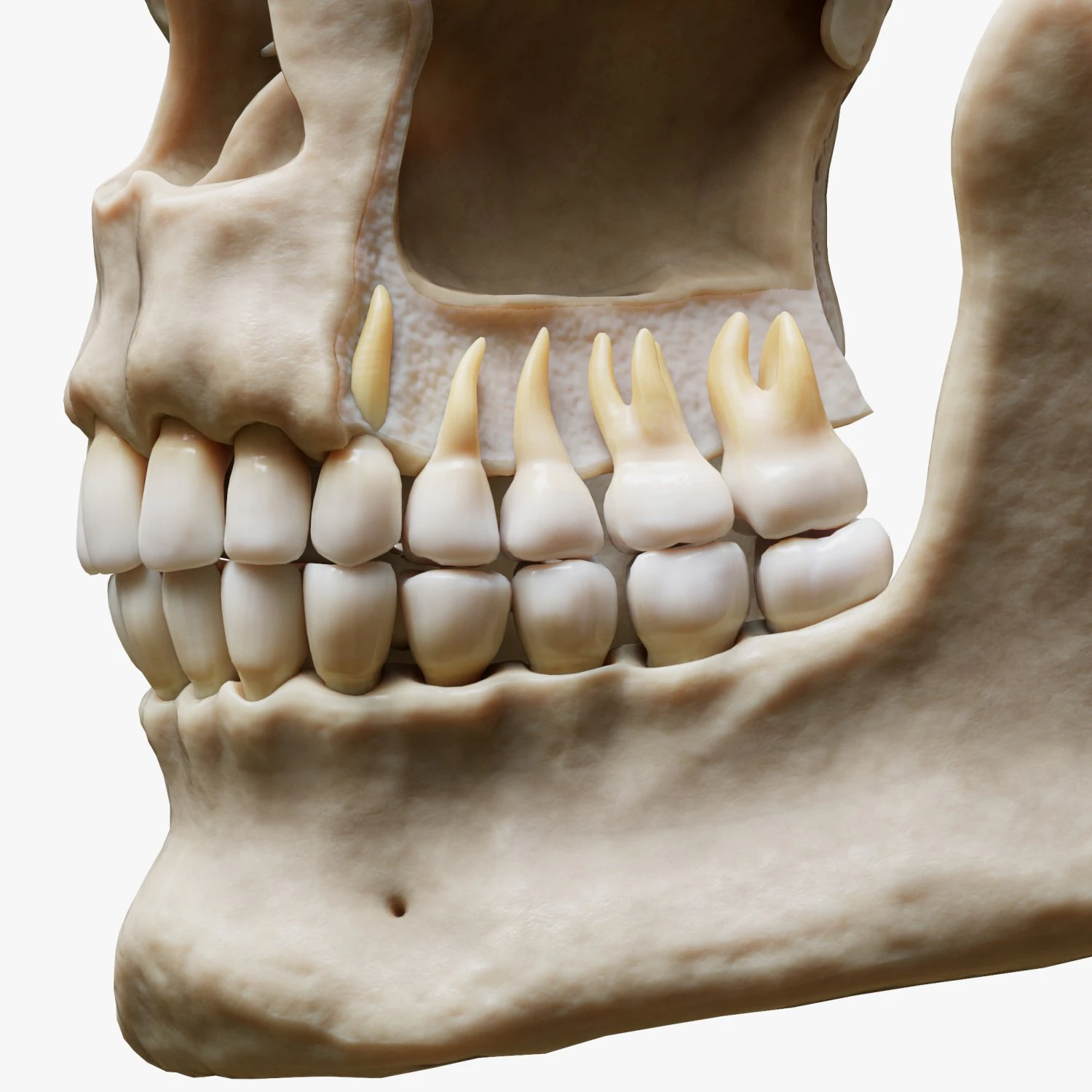 Tooth Structure Bone Anatomy 3D Model .c4d .max .obj .3ds .fbx .stl .blend 