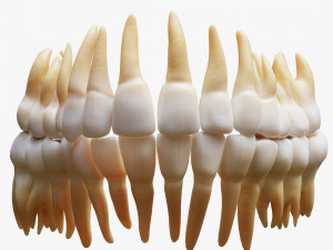 Tooth Structure Bone Anatomy Model 3D
