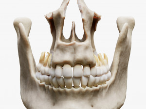 Tooth Structure Bone Anatomy Model 3D