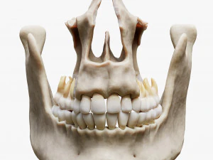 Tooth Structure Bone Anatomy 3D Model