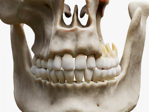 Tooth Structure Bone Anatomy Model 3D