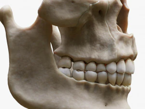 Tooth Structure Bone Anatomy 3D Model