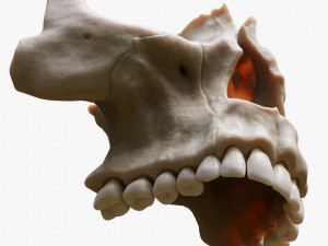 Tooth Structure Bone Anatomy Model 3D
