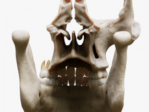 Tooth Structure Bone Anatomy Model 3D