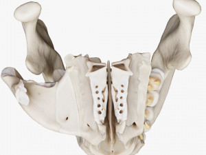 Tooth Structure Bone Anatomy Model 3D