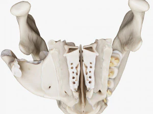 Tooth Structure Bone Anatomy 3D Model