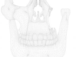 Tooth Structure Bone Anatomy 3D Model