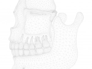 Tooth Structure Bone Anatomy Model 3D
