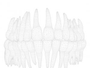 Tooth Structure Bone Anatomy Model 3D