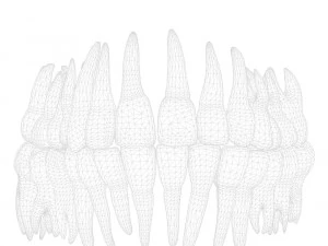 Tooth Structure Bone Anatomy 3D Model
