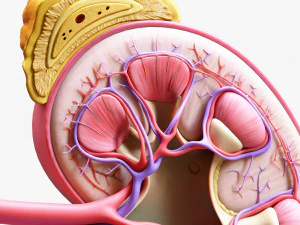 人体肾脏解剖横截面 3D 模型