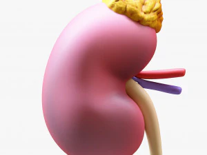 인간 신장 해부학 단면 3D 모델