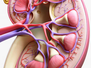 인간 신장 해부학 단면 3D 모델