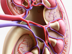 Human Kidney Anatomy Cross Section 3D Model