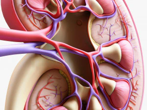 인간 신장 해부학 단면 3D 모델