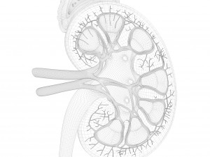 Human Kidney Anatomy Cross Section 3D Model
