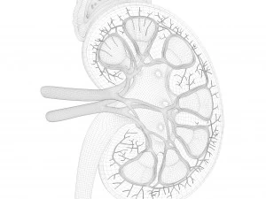 인간 신장 해부학 단면 3D 모델