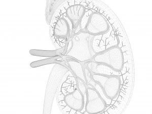 인간 신장 해부학 단면 3D 모델