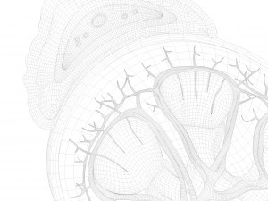 Human Kidney Anatomy Cross Section 3D Model
