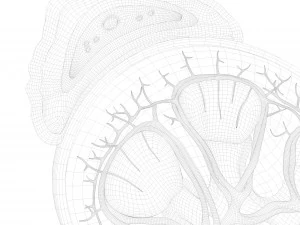 인간 신장 해부학 단면 3D 모델