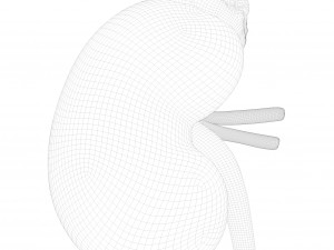 Human Kidney Anatomy Cross Section 3D Model