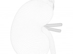 인간 신장 해부학 단면 3D 모델