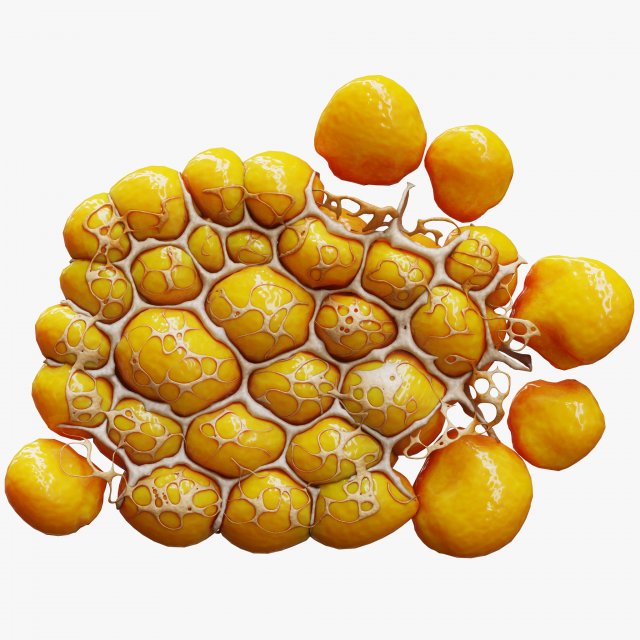 Fat Cell Anatomy 3D मॉडल .c4d .max .obj .3ds .fbx .stl .blend 