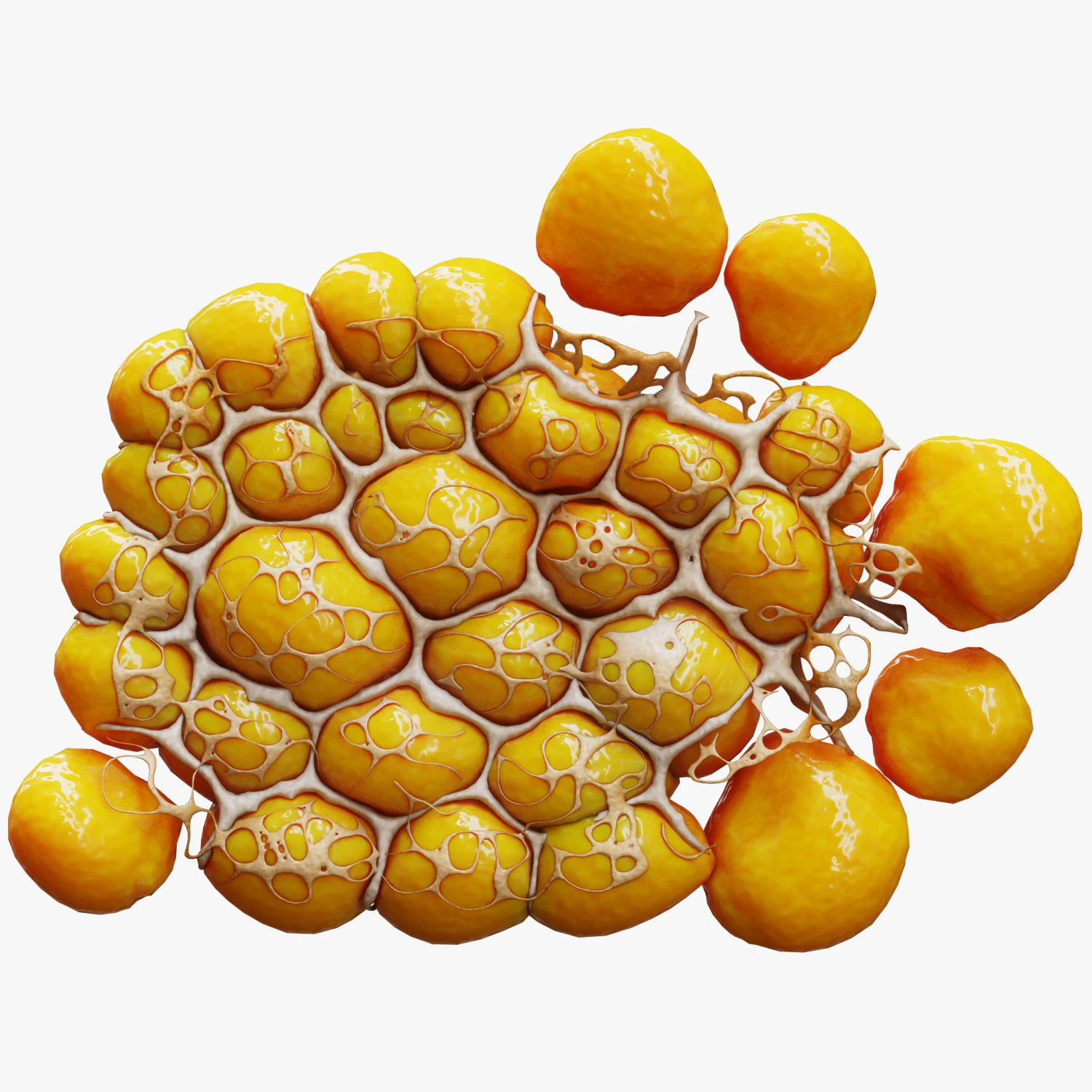 Fat Cell Anatomy 3D Model .c4d .max .obj .3ds .fbx .stl .blend 