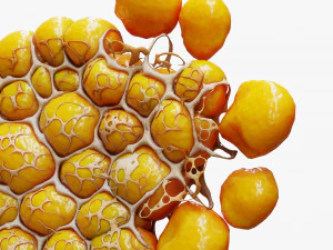 Fat Cell Anatomy 3D Model