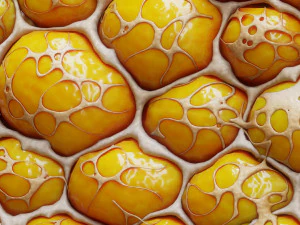 Fat Cell Anatomy 3D Model