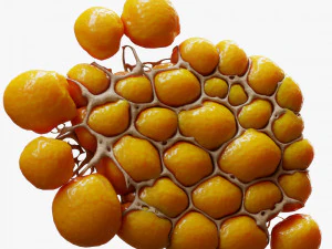 Fat Cell Anatomy 3D Model