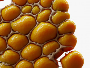 Fat Cell Anatomy 3D मॉडल