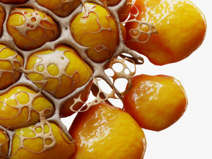 Fat Cell Anatomy 3D मॉडल