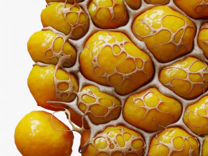Fat Cell Anatomy 3D Model