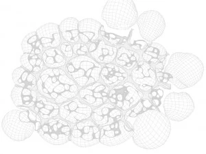 Fat Cell Anatomy 3D Model